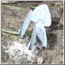 Celastrina argiolus - Faulbaumblaeuling 07b.jpg